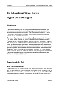 Die Substratspezifität der Enzyme Trypsin und Chymotrypsin