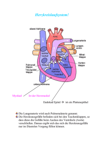 Herzkreislauf_Reizleitungssystem
