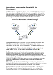 Grundlagen angewandter Genetik für die Hundezucht