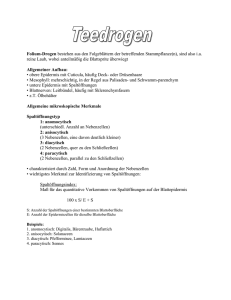 Sekund&auml;re Rinde