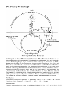 Der Kreislauf des Stickstoffs