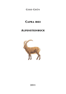 Capra ibex Steinbock, Alpensteinbock