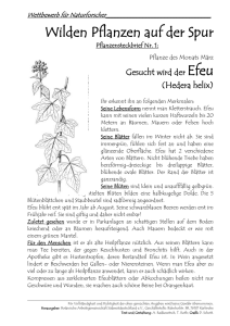 Pflanzensteckbrief Nr. 1: Efeu (Hedera helix)