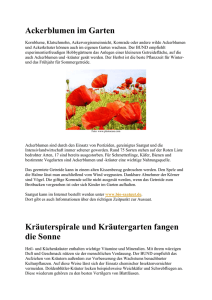 Ackerblumen im Garten - Forum Lokale AGENDA 21 Mainz