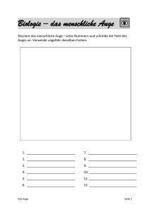 Biologie – das menschliche Auge