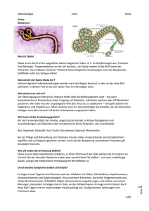 Seite Mikrobiologie Viren Ebola Viren: Ebolavirus