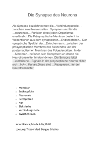 Die Synapse des Neurons Als Synapse bezeichnet man die