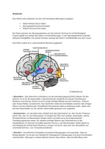 Anatomie des Gehirns - Warum ein Erfolgstagebuch?
