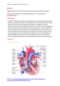 Das Herz - Science