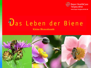 PowerPoint-Präsentation - Gesunde Bienen