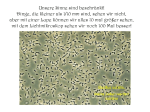 Bacillus subtilis - Stroossen Wibbelt