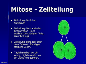 Mitose (Zellteilung)