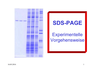 SDS-PAGE Experimentelle Vorgehensweise