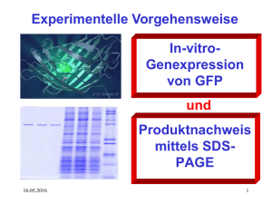 In-vitro-Genexpression von GFP Produktnachweis mittels SDS-PAGE