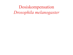 Dosiskompensation Drosophila - Uni