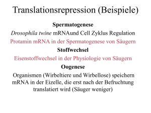 Translationsrepression - Uni