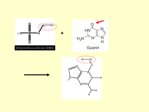 4. Insertion eines Teiles der T-DNA