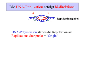DNA-Polymerase