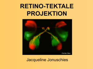 retino-tektale projektion