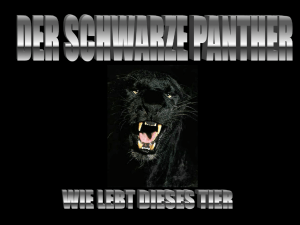 Der schwarze Panther - IGS