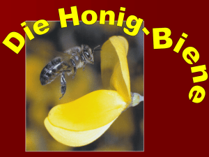 Vortrag Bienen Basiswissen.