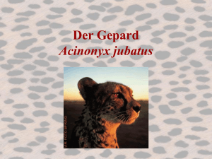 Der Gepard Acinonyx jubatus