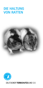 die haltung von ratten - Tierschutzverein Dithmarschen