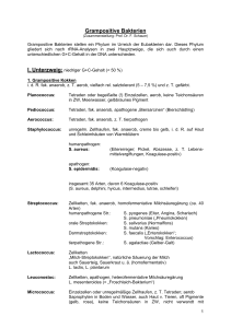Merkblatt grampositive Bakterien