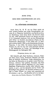 Coniopteryx javana, nov. Coxen, /4 Coniopteryx - UvA-DARE