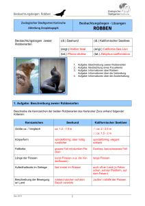 Robben - Beobachtungsbogen mit L&ouml;sungen (PDF, 260