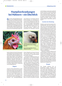 Hautpilzerkrankungen bei Hühnern – ein Überblick