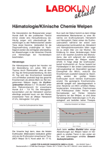 Hämatologie/Klinische Chemie Welpen