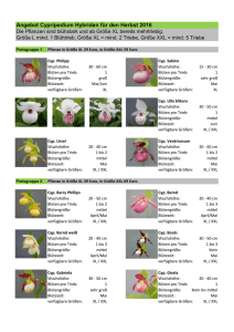 Angebot Cypripedium Hybriden für den Herbst 2016