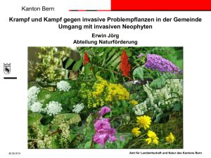 Kanton Bern Krampf und Kampf gegen invasive Problempflanzen in