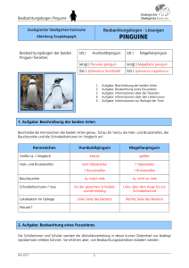 Pinguin - Beobachtungsbogen mit Lösungen (PDF, 126