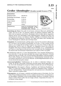 2.23 Großer Abendsegler(Nyctalus noctula SCHREBER 1774)