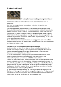 Ratten im Kanal! - Reinhalteverband Unterpinzgau