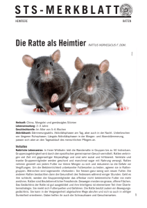 Die Ratte als Heimtier - Schweizer Tierschutz STS