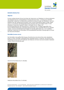 Merkblatt wirbellose Tiere - Landkreis Hameln