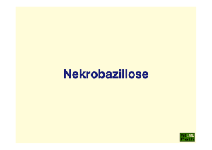 47_Nekrobazillose