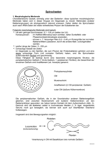 Merkblatt Spirochaeten