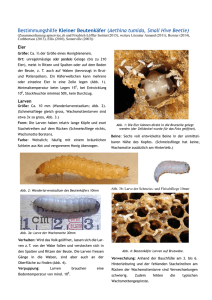 Bestimmungshilfe Kleiner Beutenkäfer (Aethina tumida, Small Hive