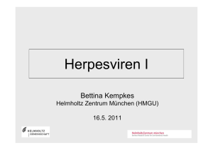 Herpes-Viren - Helmholtz Zentrum München