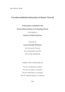 Caveolae-mediated endocytosis of Simian Virus 40 - ETH E