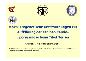 Lipofuszinose beim Tibet Terrier - Internationaler Club für Lhasa