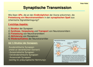 Synaptische Transmission