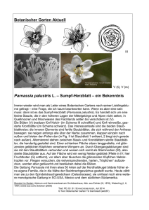 Botanischer Garten Aktuell Parnassia palustris L. – Sumpf