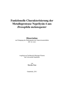 Funktionelle Charakterisierung der Metalloprotease