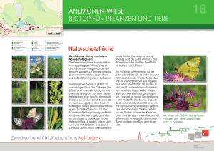 anemonen-wiese biotop für pflanzen und tiere