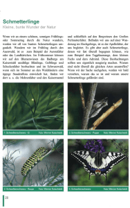 Schmetterlinge - Professur für F orstbotanik